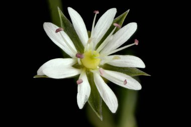 Küçük Stitchwort (Stellaria graminea). Çiçek Kapanışı
