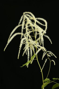 Buck 'ın Sakalı (Aruncus dioicus). Enfeksiyon. Yakın çekim.