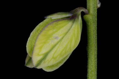 Yaygın Milkwort (Polygala vulgaris). Meyve Kapanışı