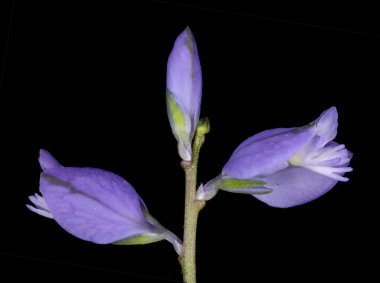 Yaygın Milkwort (Polygala vulgaris). Çiçekler yakın plan