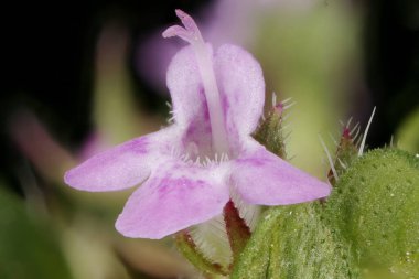 Breckland kekik (Thymus serpilllum). Çiçek Kapanışı