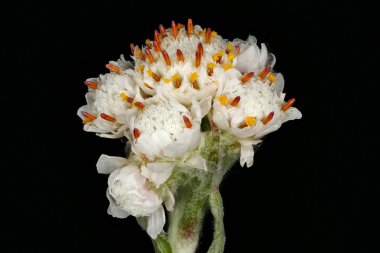 Ebedi Dağ (Antennaria dioica). Inflorescene Yakın Çekim