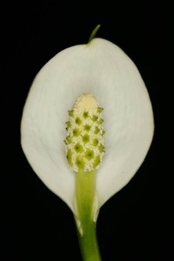 Bog Arum (Calla palustris). Enfeksiyon. Yakın çekim.