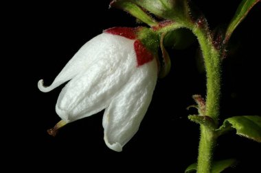 Çilek (Aşı vitis-idaea). Çiçek Kapanışı