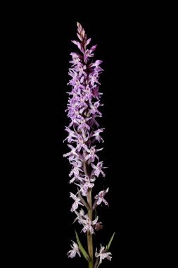 Benekli Orkide (Dactylorhiza fuchsii). Enfeksiyon. Yakın çekim.