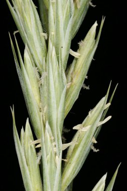 Mamut Wild Rye (Leymus racemosus). Inflorescence Detay Kapatma