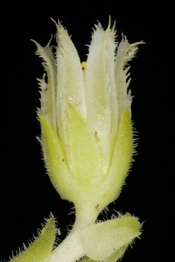 Rolling Hen-and-Chicks (Jovibarba globifera). Çiçek Kapanışı