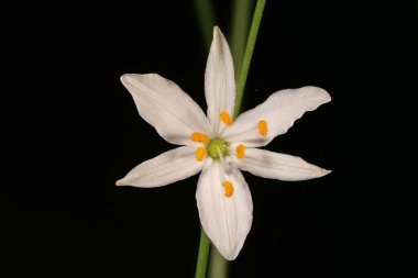 Branched St. Bernard 's-Lily (Anthericum ramosum). Çiçek Kapanışı