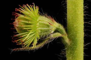 Tarım (Agrimonia Eupatoria). Meyve Kapanışı