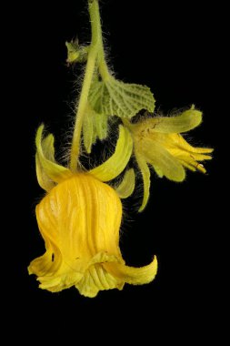 Manchu Tubergourd (Thladiantha dubia). Enfeksiyon. Yakın çekim.