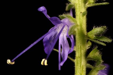 Çivili Speedwell (Veronica Spicata). Çiçek Kapanışı