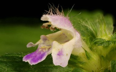 Bifid Hemp-Nettle (Galeopsis bifida). Çiçek Kapanışı