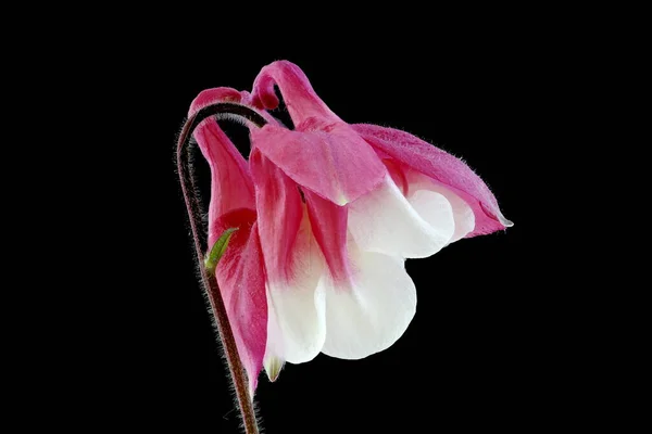 Columbine Aquilegia Hybrida Flower Closeup — Stock Photo, Image