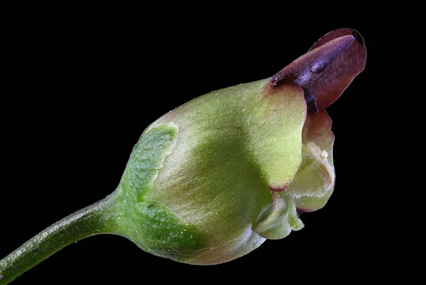 Common Figwort Scrophularia Nodosa Flower Closeup — Stock Photo, Image