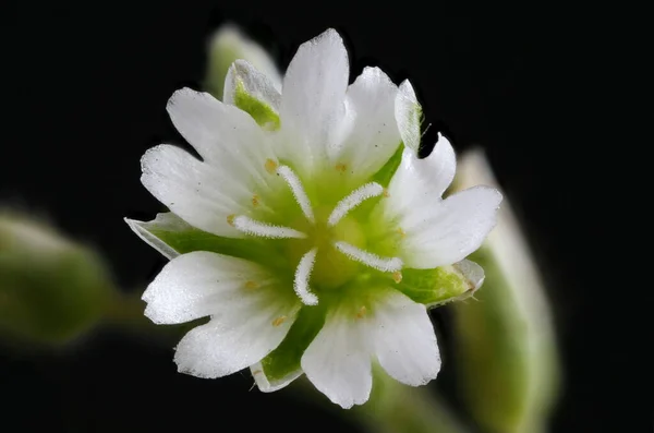 Közönséges Egérfül Cerastium Fontanum Virágos Közelkép — Stock Fotó