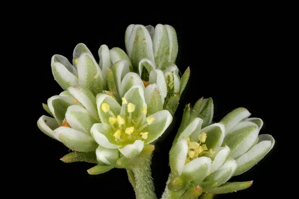 Ebedi Knawel (Scleranthus perennis). Çiçekler yakın plan