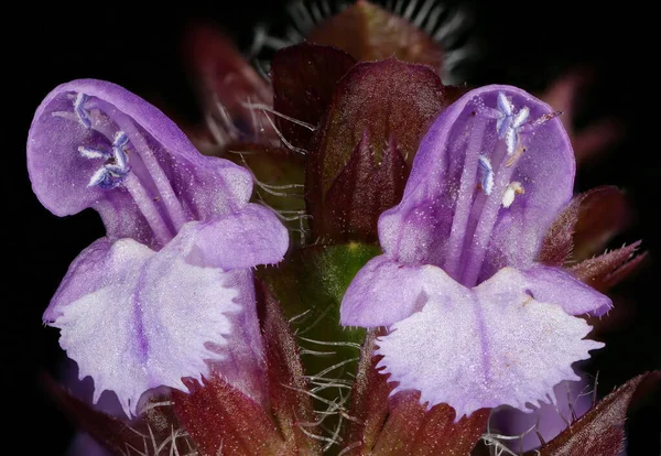 Prunella Vulgaris 꽃봉오리 — 스톡 사진
