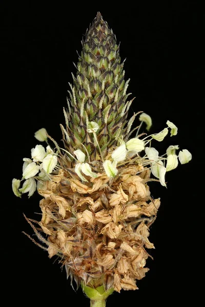Ribwort Plantain Plantago Lanceolata Inflorescencia Primer Plano — Foto de Stock