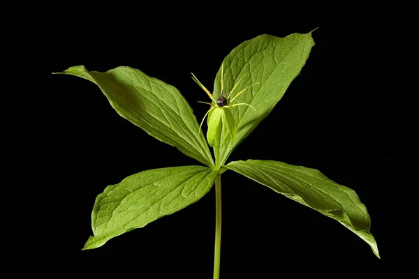 Herb Paris Paris Quadrifolia Habit Closeup — Stock Photo, Image