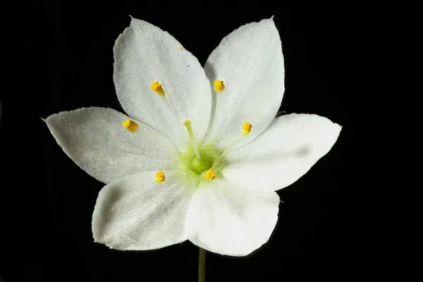 Vogelmiere Wintergrün Trientalis Europaea Sechsblättrige Blume Großaufnahme — Stockfoto