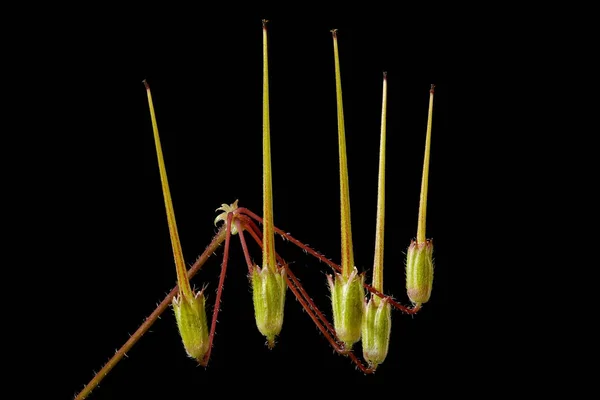 Vanlig Stork Bill Erodium Cicutarium Ung Frukt Närbild — Stockfoto