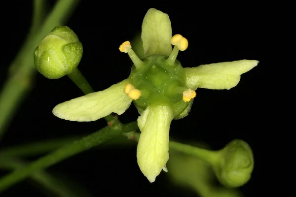 Wrzeciono Euonymus Europaeus Kwiat Zbliżenie — Zdjęcie stockowe