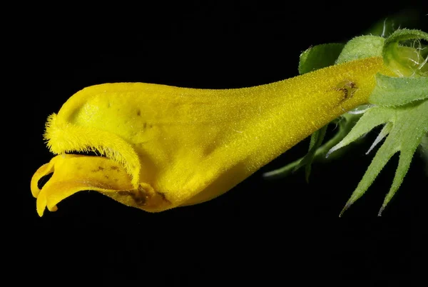 Wood Cow Wheat Melampyrum Nemorosum Flower Closeup — Foto de Stock