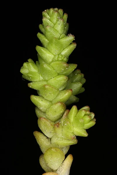 Mordida Stonecrop Sedum Acre Vegetative Shoot Closeup — Fotografia de Stock