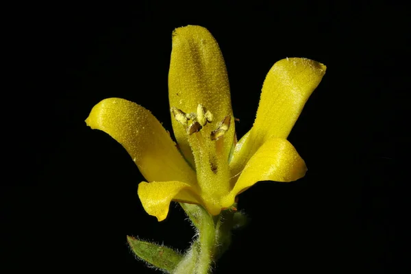 Κίτρινη Χαλαρωτική Lysimachia Vulgaris Κλείσιμο Λουλουδιού — Φωτογραφία Αρχείου