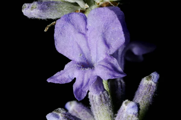 英語ラベンダー Lavandula Angustifolia 花の閉まり — ストック写真