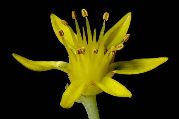 Refleksli Stonecrop Sedum Rupestre Çiçek Kapanışı — Stok fotoğraf