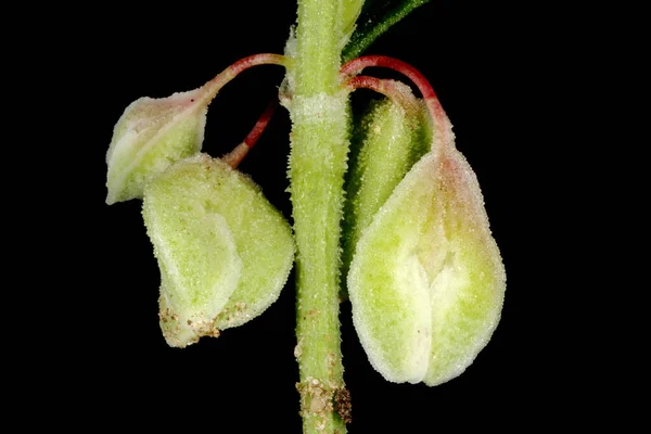 Black Bindweed Fallopia Convolvulus Фруктове Покриття — стокове фото