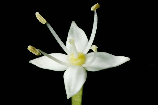 Weißer Hartriegel Swida Alba Blume Nahaufnahme — Stockfoto