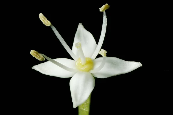 White Dogwood Swida Alba Flower Closeup — Fotografie, imagine de stoc