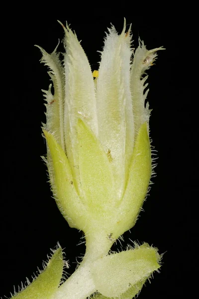 Rolling Hen Chicks Jovibarba Globifera Çiçek Kapanışı — Stok fotoğraf