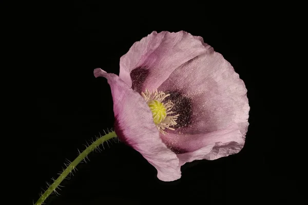 Afyon gelinciği (Papaver somniferum). Çiçek Kapanışı