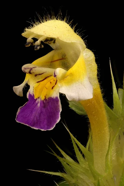 Ortie Grandes Fleurs Chanvre Galeopsis Speciosa Fleur Gros Plan — Photo