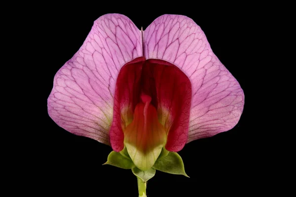 Garden Pea Pisum Sativum Flower Closeup — Stock Photo, Image