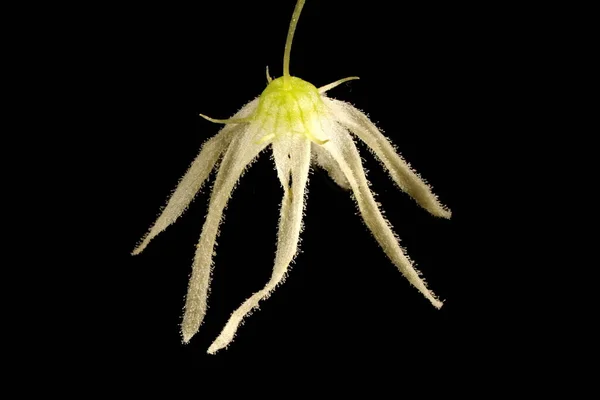 Concombre Sauvage Echinocystis Lobata Fleur Gros Plan — Photo