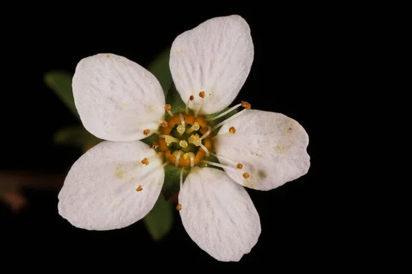 Νυφικό Σπρέι Spiraea Arguta Κλείσιμο Λουλουδιού — Φωτογραφία Αρχείου