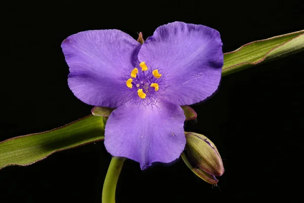 Aranha Jardim Tradescantia Andersoniana Fecho Flor — Fotografia de Stock