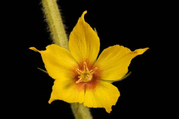 Salicaire Pois Lysimachia Punctata Fleur Gros Plan — Photo