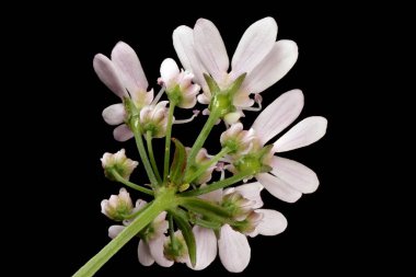 Kişniş (Coriandrum sativum). Umbellule Kapanış