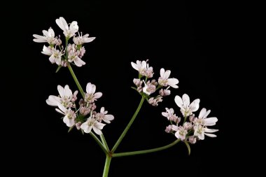 Kişniş (Coriandrum sativum). Umbel Yakın Çekim