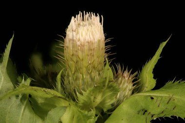Lahana devedikeni (Cirsium oleraceum). Genç Capitulum Kapanış