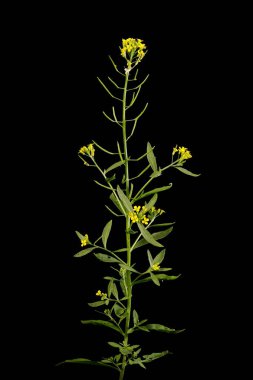 Treacle-Mustard (Erysimum cheiranthoides). Alışkanlık