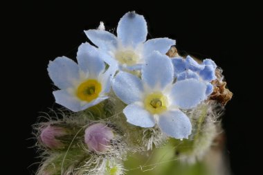 Field Forget-Me-Not (Myosotis arvensis). Inflorescence Detay Kapatma