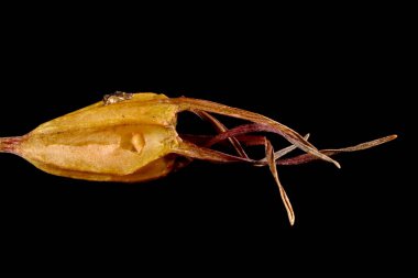 Bellflower (Campanula patula) yayılıyor. Meyve Kapanışı