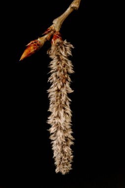 Aspen (Populus tremula). Enfeksiyon. Yakın çekim.