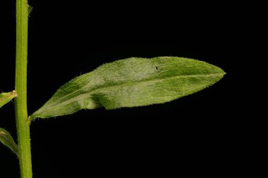 Kuzey Fleabane (Erigeron strigosus). Yaprak Kapanışı